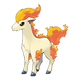 Ponyta